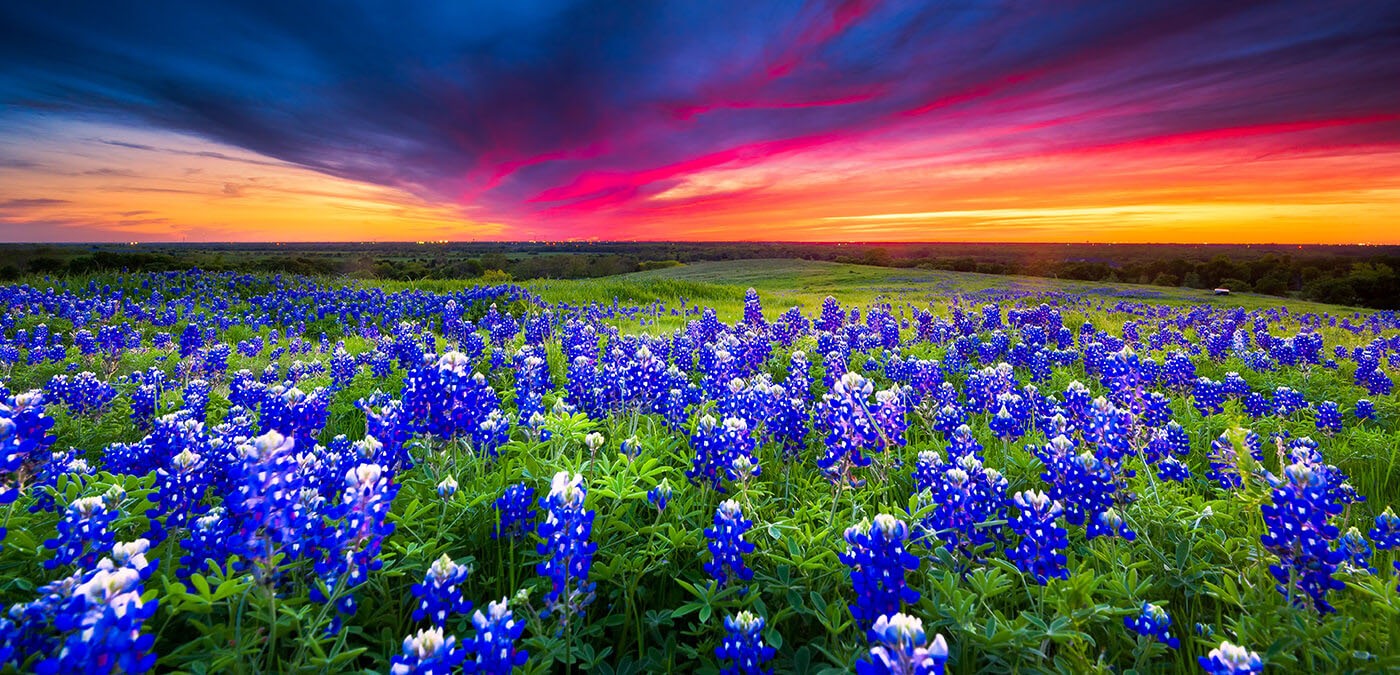 Arlington sky and bluebonnets on hill